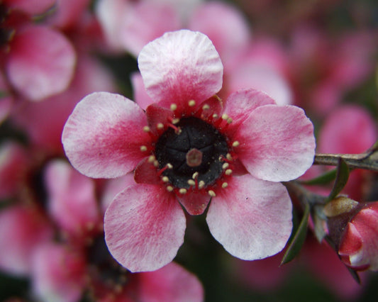 Image of manuka flower